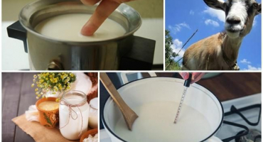 Co lze vyrobit z čerstvého kozího mléka, top 7 receptů